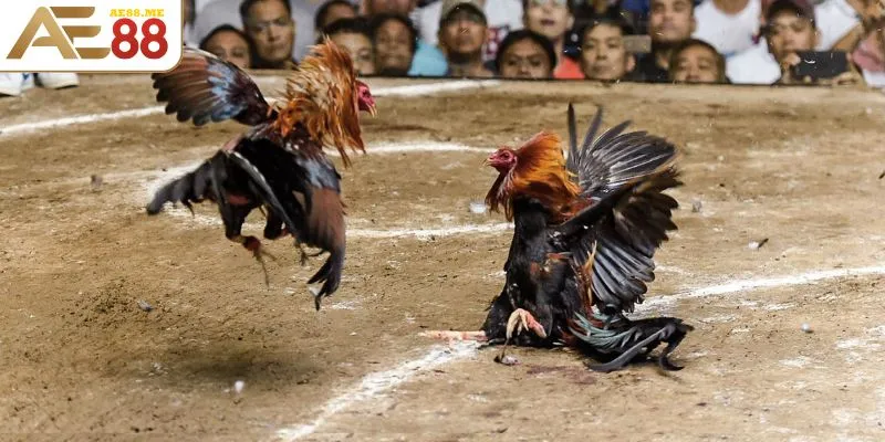 Đá Gà Thái Lan - Chiến Lược Cược Và Kỹ Thuật Đánh Hay 2 Thể lệ thi đấu chọi kê Thái khá đơn giản