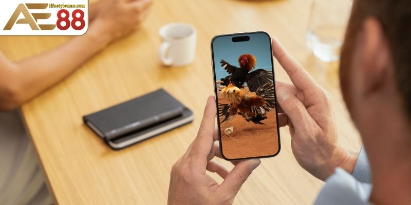 Tải App Đá Gà Thomo Nhanh Chóng Mới Nhất 2025 1 Giới thiệu app đá gà Thomo