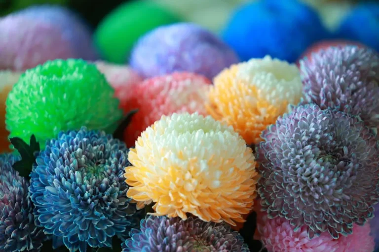 Best flower meanings for students