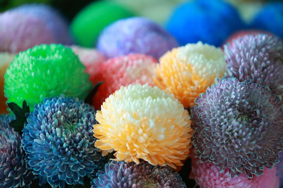 Best flower meanings for students