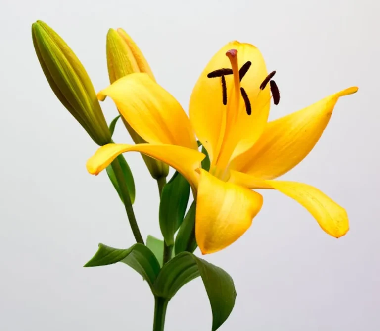 Best flower meanings for travel lovers