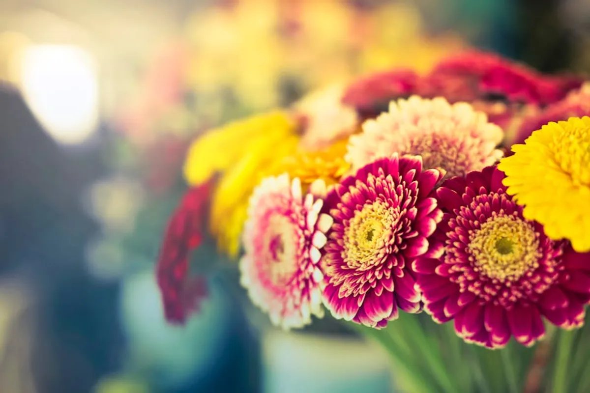 Best flower meanings for weekend planners