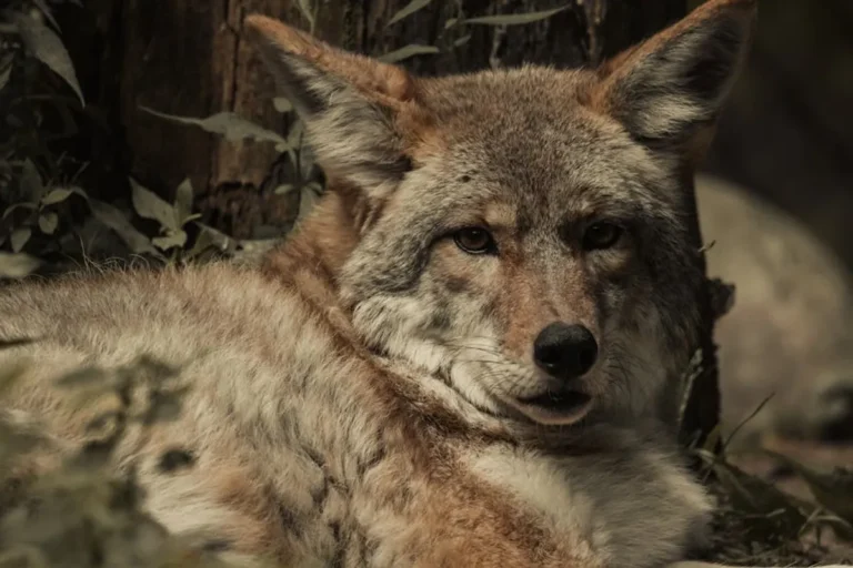 Coyote Spiritual Meaning Explained