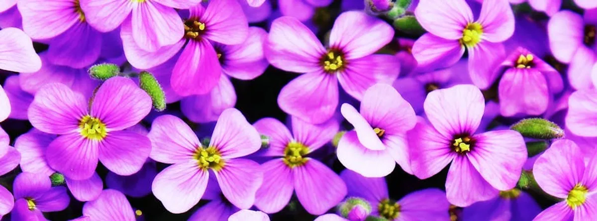 Flower Meanings: Simple Ideas You Can Try This Week
