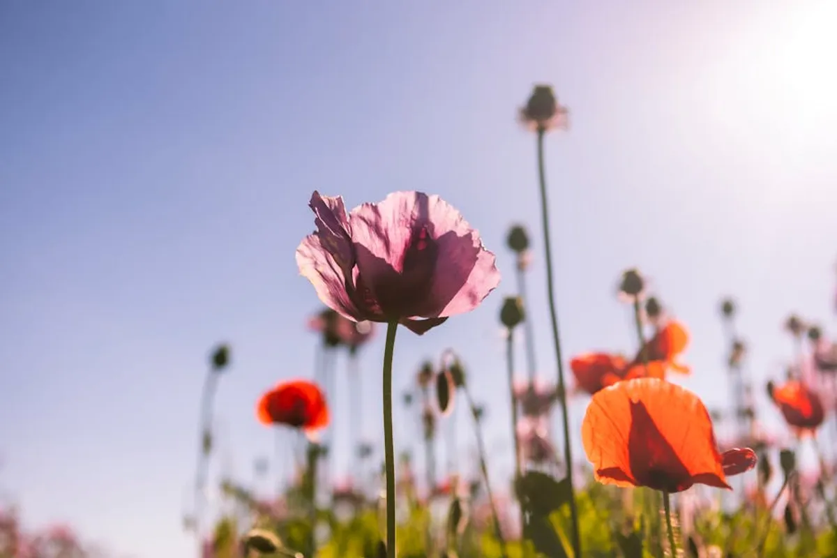 Poppy Flower Meaning and Symbolism