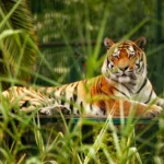 Tiger king cream in hindi: Benefits, Risks, Reviews, and What to Know
