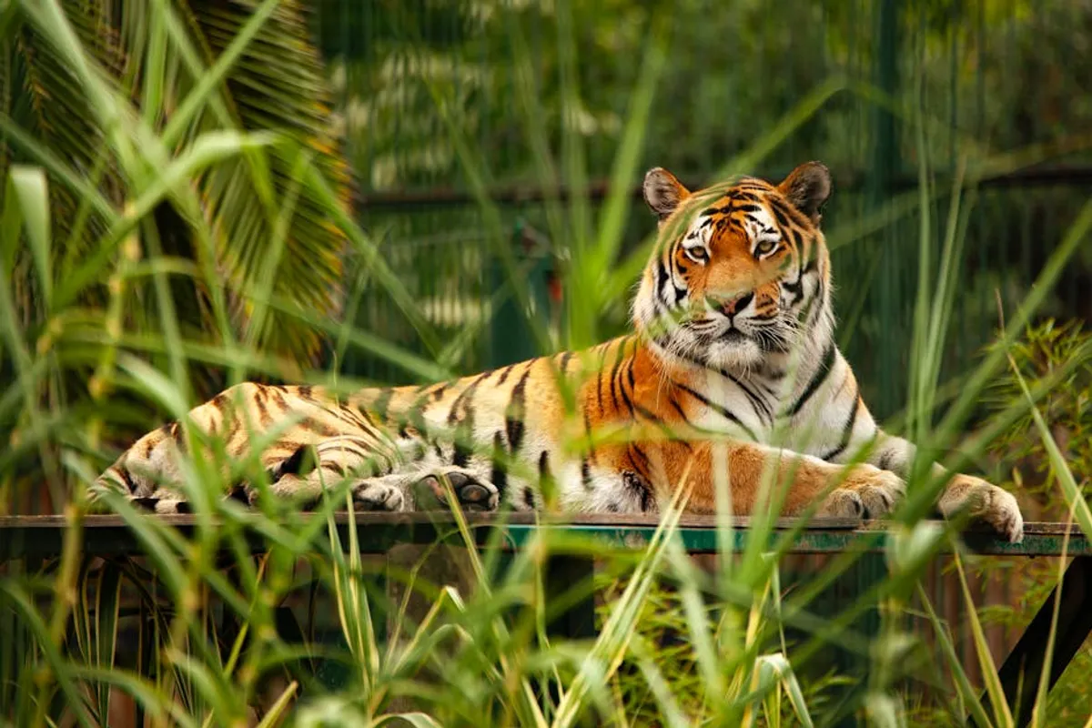 Tiger king cream in hindi: Benefits, Risks, Reviews, and What to Know